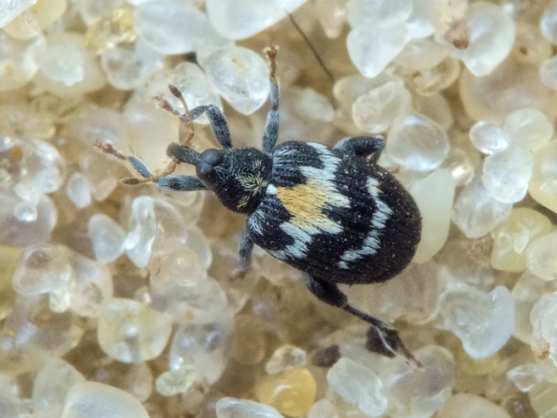 Tachyerges salicis (Linnaeus, 1758)